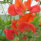 50 Seeds Prince Of Orange Sweet Pea Seeds For Garden Easy to Grow