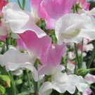 50 Seeds Promise Sweet Pea Seeds For Garden Planting Easy to Grow