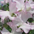 50 Seeds Queen Of Hearts Sweet Pea Seeds For Garden Easy to Grow