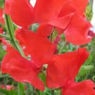50 Seeds Restormel Sweet Pea Seeds For Garden Planting Easy to Grow