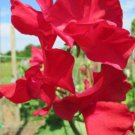 50 Seeds Rosemary Padley Sweet Pea Seeds For Garden Planting Easy to Grow