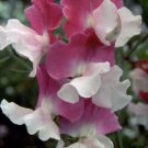 50 Seeds Route 66 Sweet Pea Seeds For Garden Planting Easy to Grow