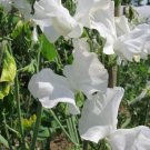 50 Seeds Royal Wedding Sweet Pea Seeds For Garden Planting Easy to Grow