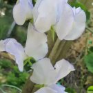 50 Seeds Serendipity Sweet Pea Seeds For Garden Planting Easy to Grow