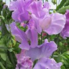 50 Seeds Serenity Sweet Pea Seeds For Garden Planting Easy to Grow