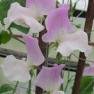 50 Seeds Signpost Sweet Pea Seeds For Garden Planting Easy to Grow