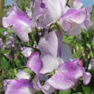 50 Seeds Sir Jimmy Shand Sweet Pea Seeds For Garden Easy to Grow