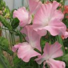 50 Seeds Southbourne Sweet Pea Seeds For Garden Planting Easy to Grow