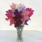 50 Seeds Spencer Mixture Sweet Pea Seeds For Garden Planting Easy to Grow
