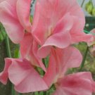 50 Seeds San Burgess Sweet Pea Seeds For Garden Planting Easy to Grow