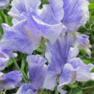 50 Seeds San Thomas Sweet Pea Seeds For Garden Planting Easy to Grow