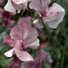50 Seeds Suzy Z Sweet Pea Seeds For Garden Planting Easy to Grow