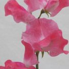 50 Seeds Tara Sweet Pea Seeds For Garden Planting Easy to Grow