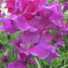 50 Seeds Terry Davey Sweet Pea Seeds For Garden Planting Easy to Grow