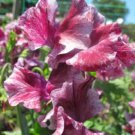 50 Seeds Theiabella Sweet Pea Seeds For Garden Planting Easy to Grow