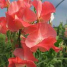 50 Seeds Thomas & Linda Sweet Pea Seeds For Garden Planting Easy to Grow