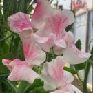 50 Seeds Vaudeville Sweet Pea Seeds For Garden Planting Easy to Grow