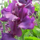 50 Seeds Welcome To Yorkshire Sweet Pea Seeds For Garden Easy to Grow