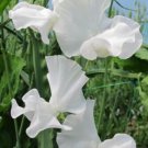 50 Seeds White Frills Sweet Pea Seeds For Garden Planting Easy to Grow