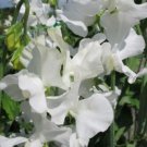 50 Seeds White Supreme Sweet Pea Seeds For Garden Planting Easy to Grow