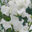 50 Seeds Wild Swan Sweet Pea Seeds For Garden Planting Easy to Grow