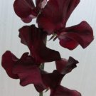 50 Seeds Windsor Sweet Pea Seeds For Garden Planting Easy to Grow