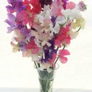 50 Seeds Winter Romance Sweet Pea Seeds For Garden Planting Easy to Grow