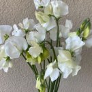 50 Seeds Spencer Ice Cream Sweet Pea Seeds For Garden Planting Easy to Grow