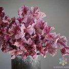 50 Seeds Streamer Chocolate Sweet Pea Seeds For Garden Easy to Grow