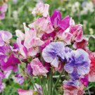 50 Seeds Streamer Mix Sweet Pea Seeds For Garden Planting Easy to Grow