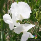 50 Seeds Swan Lake Sweet Pea Seeds For Garden Planting Easy to Grow