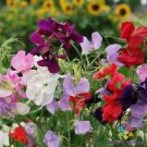 50 Seeds Sweetie Mix Sweet Pea Seeds For Garden Planting Easy to Grow