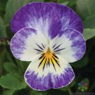 200 Seeds Bel Viso Blueberry Swirl Pansy Viola Seeds For Garden Easy to Grow