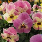 200 Seeds Bel Viso Pineapple Crh Pansy Viola Seeds For Garden Easy to Grow