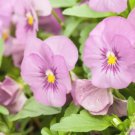 200 Seeds Bel Viso Soft Pink Pansy Viola Seeds For Garden Easy to Grow