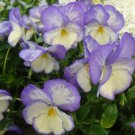 200 Seeds Celestial Blue Moon Pansy Viola Seeds For Garden Easy to Grow