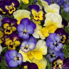 200 Seeds Colormax Lemonberry Pie Mix Pansy Viola Seeds For Garden Easy to Grow