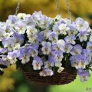 200 Seeds Cool Wave Frost Pansy Viola Seeds For Garden Easy to Grow