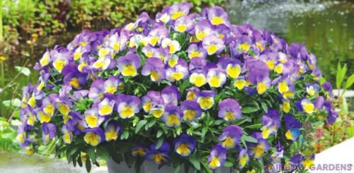 200 Seeds Cool Wave Morpho Pansy Viola Seeds For Garden Easy to Grow