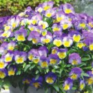 200 Seeds Cool Wave Morpho Pansy Viola Seeds For Garden Easy to Grow