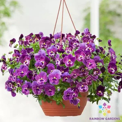 200 Seeds Cool Wave Raspberry Swirl Pansy Viola Seeds For Garden Easy to Grow