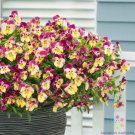 200 Seeds Cool Wave Strawberry Swirl Pansy Viola Seeds For Garden Easy to Grow