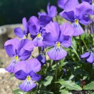 200 Seeds Corsican Violet Pansy Viola Seeds For Garden Easy to Grow