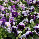 200 Seeds Delta Beaconsfield Pansy Viola Seeds For Garden Easy to Grow