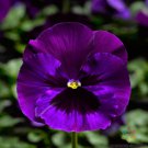 200 Seeds Delta Neon Violet Pansy Viola Seeds For Garden Easy to Grow