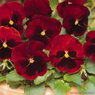 200 Seeds Delta Premium Red With Blotch Pansy Viola Seeds Easy to Grow