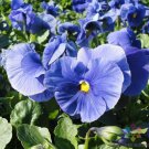 200 Seeds Delta Pure Light Blue Pansy Viola Seeds For Garden Easy to Grow