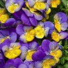 200 Seeds Endurio Blue Face Pansy Viola Seeds For Garden Easy to Grow