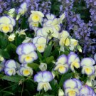 200 Seeds Etain Pansy Viola Seeds For Garden Planting Easy to Grow