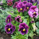 200 Seeds Flirty Skirts Burgundy Pansy Viola Seeds For Garden Easy to Grow